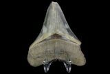 Serrated, Fossil Megalodon Tooth - South Carolina #124693-2